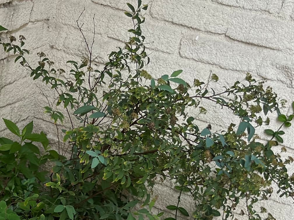 공조팝나무 - 공조팝나무는 봄철 순백색 꽃이 가지를 따라 촘촘히 피어나는 모습이 인상적인 낙엽활엽관목으로, 생울타리·정원 경계·도로변 조경 등에서 매우 널리 활용됩니다. 햇빛을 좋아하는 양지성 관목으로 햇빛이 충분할수록 꽃량이 풍부해지고 형태가 단단하게 유지됩니다. 건조 및 척박지에도 비교적 강하며, 도시 환경에도 잘 적응하고 생장력이 좋습니다.