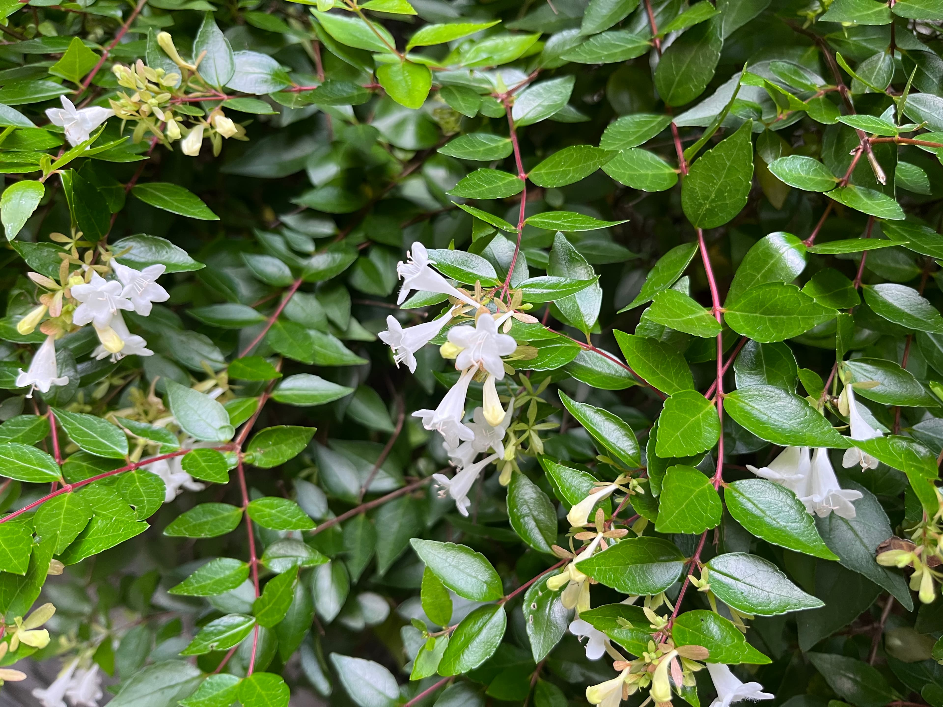 꽃댕강나무 - 인동과에 속하는 반상록 관목으로, 중국 원산의 댕강나무와 상록 댕강나무의 교잡종입니다. 6월에서 11월까지 흰색 또는 연분홍색의 깔때기 모양 꽃이 모여 피며, 은은한 향기가 납니다. 꽃은 꿀벌과 나비 같은 화분 매개 곤충을 유인합니다. 잎은 광택이 나는 짙은 녹색 타원형 또는 난형으로 가장자리에 둔한 톱니가 있습니다. 따뜻한 기후에서는 상록으로 유지되거나 늦겨울까지 잎이 남아있는 반상록성입니다. 아름다운 외형과 긴 개화 기간 덕분에 생울타리로 식재되기도 합니다.