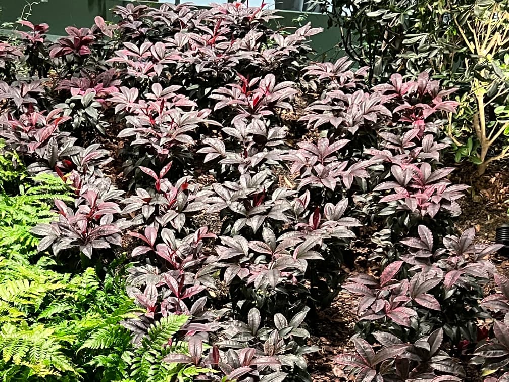 홍공작 - 홍공작은 열대 아시아 원산의 상록성 관목으로, 적자색을 띠는 잎과 불규칙한 연녹·황색 무늬가 어우러진 화려한 엽색이 특징이다. 잎의 색 대비가 강해 개화 없이도 높은 관상 가치를 지니며, 정원 및 실내·외 조경에서 색채 중심의 포인트 식재로 활용된다. 양지에서 엽색이 가장 선명하게 발현되나, 강한 직사광보다는 산광 조건에서 잎 손상 없이 안정적인 생육을 보인다.