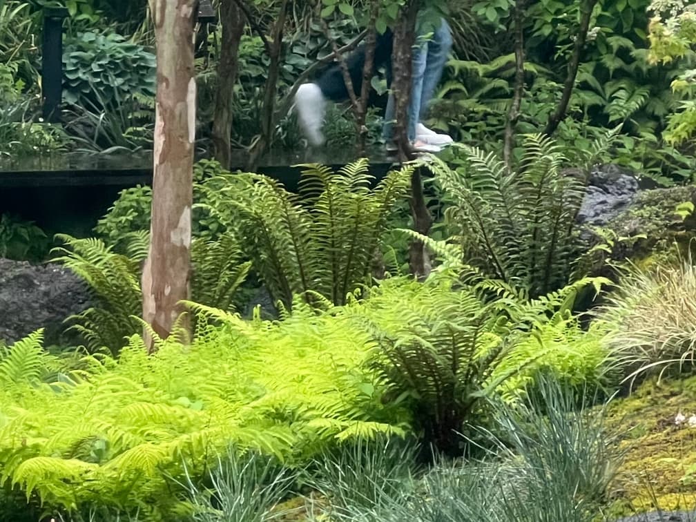 관중 - 관중은 우리나라 산지 숲과 계곡 주변에 자생하는 대형 고사리류로, 굵고 힘 있는 잎이 방사형으로 전개되며 안정적인 포기형 수형을 형성한다. 잎의 질감이 두껍고 밀도가 높아 그늘 공간에서도 충분한 볼륨감을 제공하며, 수목 하부 식재에서 공간의 하부 레이어를 명확하게 정리하는 역할을 한다. 반음지에서 생육이 가장 안정적이고, 유기물이 풍부하며 습윤하지만 배수가 확보된 토양을 선호한다. 내한성과 생육 안정성이 높아 공공조경 및 자연주의 정원에서 유지관리 부담이 적은 수종이다.