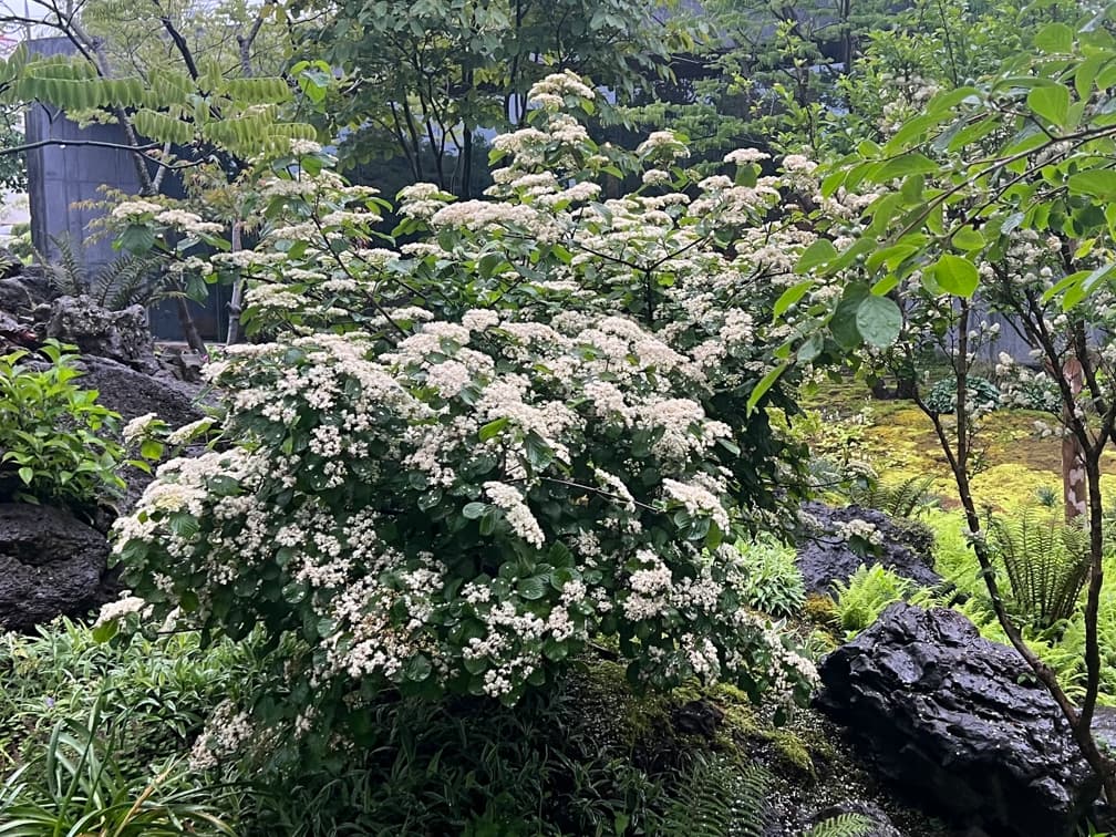 가막살나무 - 가막살나무는 우리나라 전역의 산지 숲 가장자리와 계곡 주변에 자생하는 낙엽성 관목 또는 소교목으로, 사계절 변화가 뚜렷한 경관 특성을 지닌 수종이다. 봄철에는 작은 백색 꽃이 산방형 꽃차례로 개화하여 단정한 계절감을 형성하고, 가을에는 선명한 적색 열매가 다량으로 결실되어 시각적 포인트를 제공한다. 여름철에는 넓은 잎이 풍부한 녹음을 형성하며, 가을에는 황적색 계열의 단풍으로 계절 전이를 자연스럽게 드러낸다. 반음지에서 생육이 가장 안정적이나 양지에서도 적응이 가능하며, 배수가 양호하고 적당한 수분을 유지하는 토양에서 활착과 생육이 우수하다.