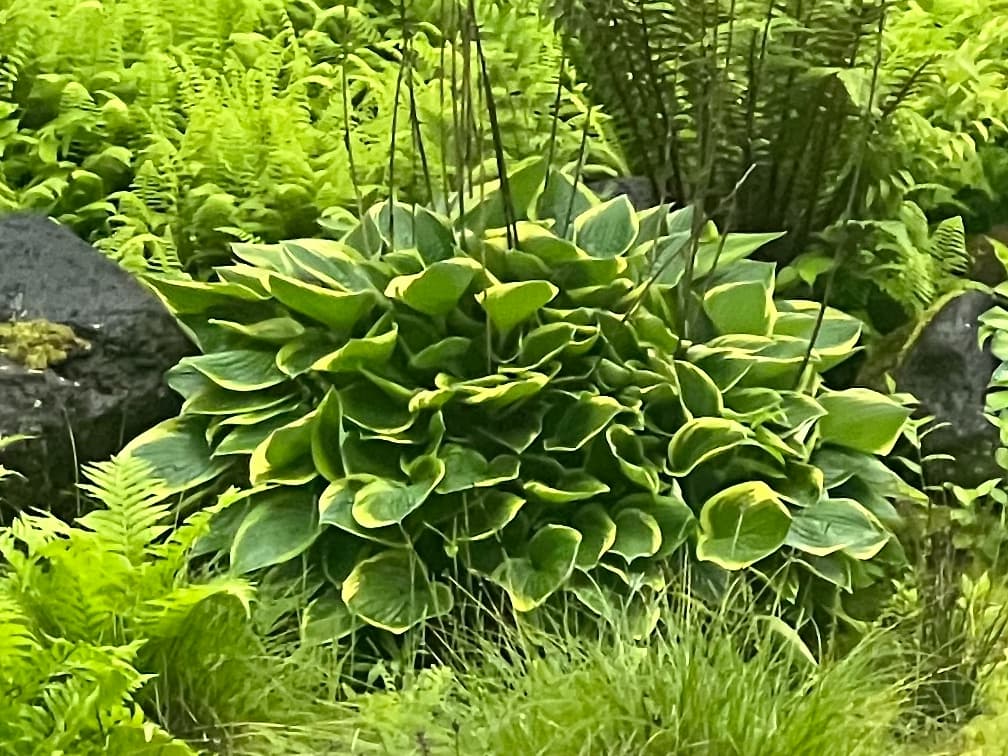 비비추 '골든 티아라' - Hosta ‘Golden Tiara’는 비교적 소형으로 자라는 호스타 품종으로, 진녹색 잎 가장자리를 따라 형성되는 황금색 테두리가 특징이다. 잎 무늬의 대비가 부드럽고 균형 잡혀 있어 반음지 및 음지 환경에서도 밝고 안정적인 경관을 형성한다. 포기형 수형으로 밀도 있게 자라 하부 식재에서 면적감을 확보하기에 유리하며, 습윤하지만 배수가 확보된 토양에서 생육 안정성이 높다. 여름철에는 연한 자주색 꽃대가 잎 위로 올라와 계절감을 더하나, 조경적 가치는 개화보다는 잎 질감과 색 대비에 있다. 그늘 정원과 수목 하부 식재에서 배경·연결용 초본으로 활용 가치가 높다.