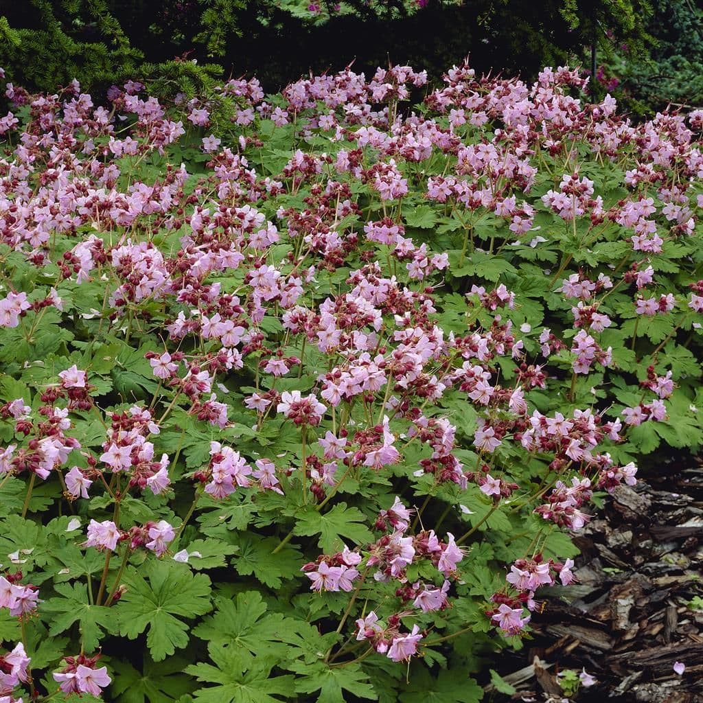 큰뿌리쥐손이 - 향기 있는 잎과 굵은 지하경을 통해 안정적으로 군락을 형성하는 지피성 다년초이다. 양지부터 반음지까지 폭넓게 적응하며, 건조와 수목 하부의 경쟁 환경에서도 비교적 강건하게 유지된다. 잎은 가을철 붉게 물들어 계절감을 제공하며, 관리 부담이 적어 자연주의 정원 및 대면적 식재에 적합하다.