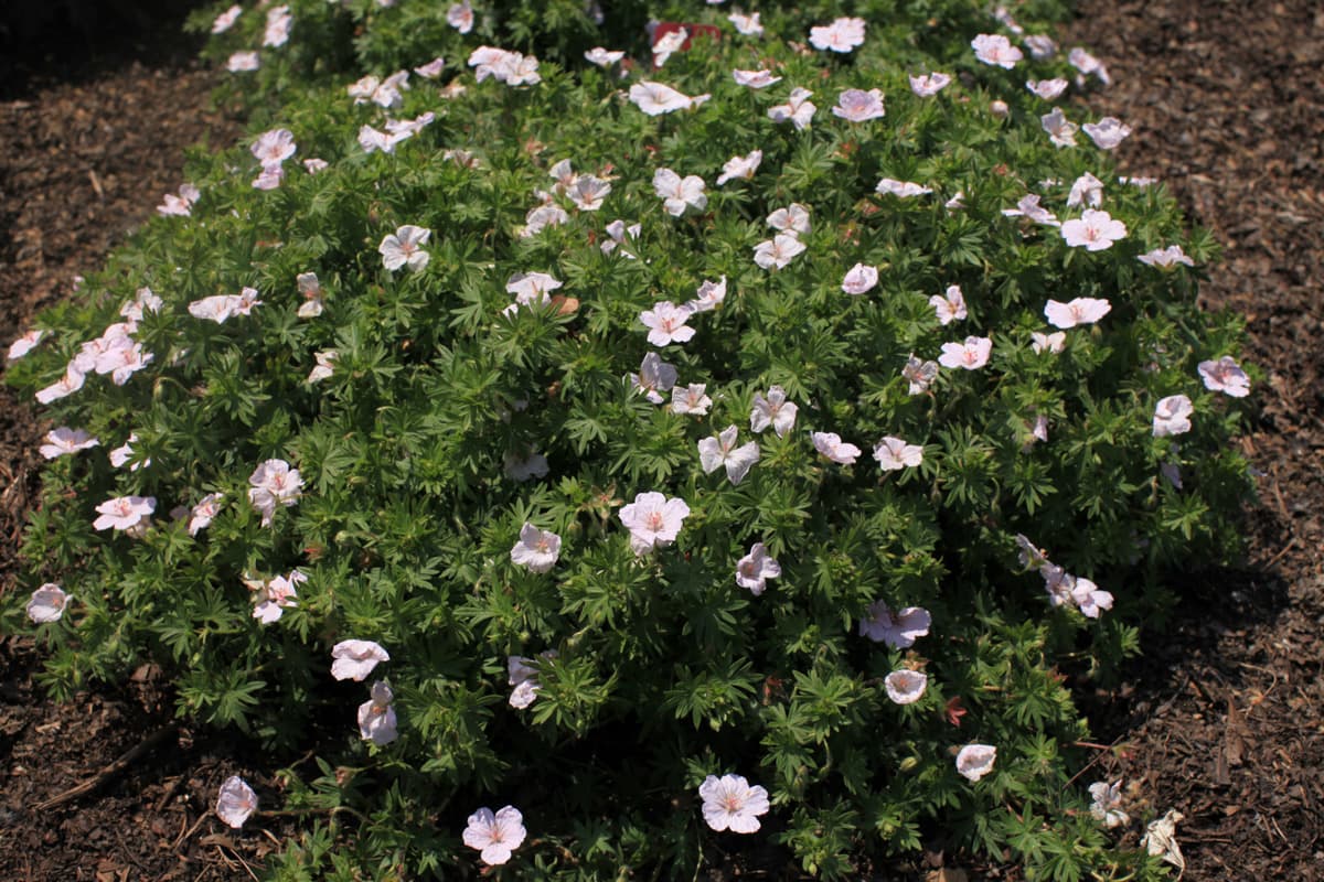 피쥐손이 - 낮게 퍼지며 둥근 수형을 이루는 지피성 다년초로, 여름 동안 선명한 붉은 계열의 꽃을 지속적으로 피운다. 배수가 좋은 토양과 충분한 일조 조건에서 가장 안정적인 개화와 수형을 보이며, 반음지에서도 활용 가능하다. 가을철에는 잎이 붉게 물들어 장기간 관상가치를 제공하며, 화단 전면부나 자연주의 식재에서 포인트 식물로 적합하다.