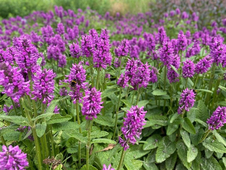 스타키스 ‘후멜로’ - 직립성 꽃대가 뚜렷하고 수형이 정갈한 다년생 초본으로, 여름철 자주빛 꽃이 군식 시 강한 리듬감을 형성한다. 충분한 일조와 배수가 양호한 토양에서 가장 안정적인 생육과 개화를 보이며, 꽃이 진 뒤에도 로제트 형태의 잎이 지면을 안정적으로 덮는다. 자연주의 및 프레리 스타일 식재에서 구조를 잡아주는 중간층 식물로 활용도가 높다.