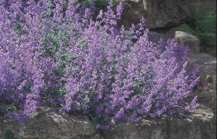 캣민트 - 낮게 퍼지며 부드러운 질감의 은녹색 잎과 보라색 꽃이 대비를 이루는 다년생 초본이다. 양지에서 가장 풍부한 개화를 보이나 반음지에서도 안정적으로 생육하며, 배수가 좋은 토양에서 관리가 수월하다. 개화 후 절화하면 재개화가 가능해 개화 기간이 길고, 자연주의 정원이나 화단 전면부, 경계 식재에 적합하다.