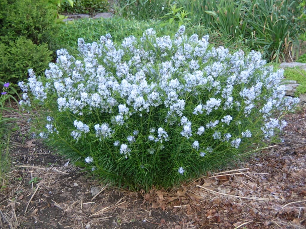 솔정향풀 - 실처럼 가는 잎이 분지되며 부드러운 질감을 형성하는 다년생 초본으로, 봄에는 연한 청색 꽃이 피고 가을에는 황금빛 단풍이 뛰어나다. 개화 이후에도 잎의 질감과 포기 형태가 오랜 기간 유지되어 사계절 구조감을 제공한다. 자연주의 정원과 프레리 스타일 식재에서 중경부의 질감 대비를 만드는 핵심 식물로 활용된다.