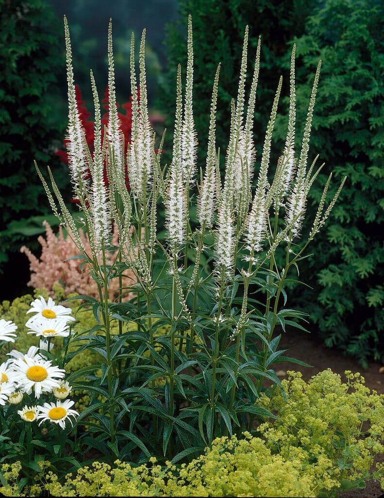 베로니카스트럼 - 곧게 올라오는 직립성 꽃대와 층층이 배열된 잎이 특징인 대형 다년생 초본이다. 여름철 연보라색 꽃이 수직적인 리듬을 형성하며, 군식 시 강한 구조감을 제공한다. 충분한 일조와 적당한 토양 수분 조건에서 안정적인 수형을 유지해 자연주의 및 프레리 스타일 식재의 후경부에 적합하다.