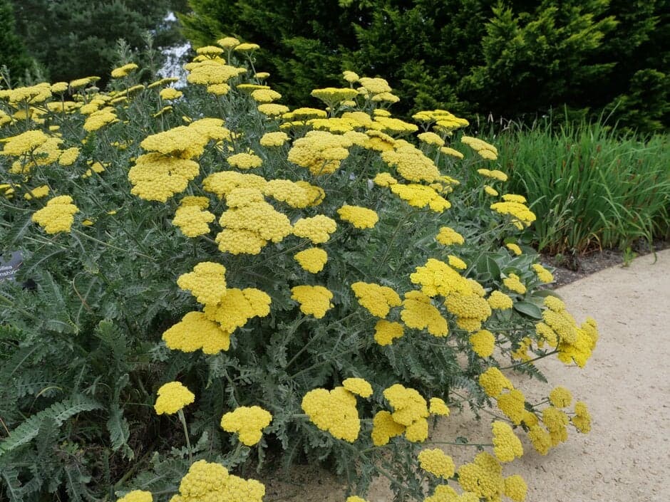 톱풀 ‘문샤인’ - 은회색의 섬세한 잎과 밝은 황색 꽃이 대비를 이루는 톱풀 품종으로, 가볍고 건조한 인상을 지닌다. 배수가 좋은 토양과 충분한 일조 조건에서 가장 안정적인 수형과 개화를 보이며, 건조와 고온에 강하다. 자연주의 정원과 프레리 스타일 식재에서 여름 경관의 색채 포인트와 질감 대비를 동시에 제공하는 대표적인 초화이다.