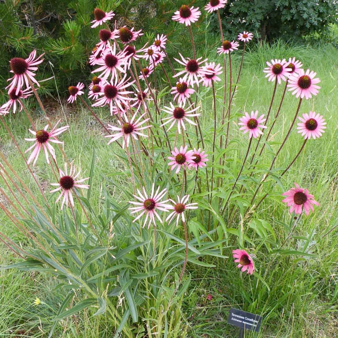 테네시 에키네시아 - 비교적 낮고 단정한 수형을 유지하는 에키네시아류로, 꽃잎이 수평으로 퍼지거나 약간 위로 들리는 형태가 특징이다. 배수가 좋은 토양과 충분한 일조 조건에서 생육이 안정적이며, 일반적인 Echinacea purpurea에 비해 자연스럽고 야생적인 인상이 강하다. 자연주의 정원과 프레리 스타일 식재에서 여름 경관의 중경 포인트 식물로 활용된다.