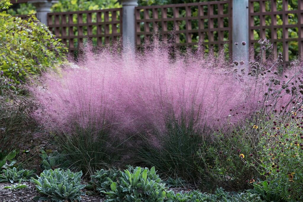 핑크뮬리 - 가을철 공기처럼 가벼운 분홍색 화서가 구름처럼 퍼져 강한 계절적 인상을 만드는 그라스이다. 배수가 좋은 토양과 충분한 일조 조건에서 가장 풍성한 개화를 보이며, 건조에도 비교적 강하다. 자연주의 정원과 프레리 스타일 식재에서 가을 경관의 하이라이트를 담당하는 포인트 식물로 활용된다.