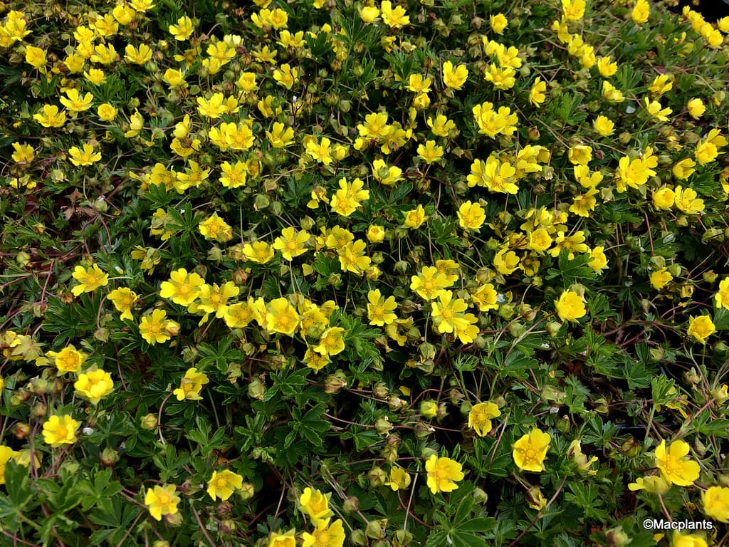 포텐틸라 - 낮게 퍼지며 촘촘한 지피를 형성하는 소형 다년생 초본으로, 이른 봄부터 선명한 황색 꽃을 피운다. 건조와 척박한 토양에 대한 적응력이 뛰어나며, 배수가 좋은 환경에서 수형이 안정적이다. 자연주의 정원과 화단 전면부, 경계 식재에서 봄 경관을 가볍게 강조하는 지피 식물로 활용된다.