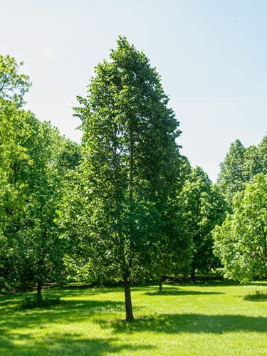 미국보리수나무 - 큰 심장형 잎과 넓은 수관을 형성하는 대형 낙엽교목으로, 여름철 향기로운 꽃이 피어 생태적 가치가 높다. 비교적 비옥하고 적당히 습윤한 토양에서 생육이 우수하며, 그늘 제공 능력이 뛰어나다. 자연주의 정원과 대형 공원, 숲 가장자리 식재에서 상층 구조를 형성하는 주요 수목으로 활용된다.