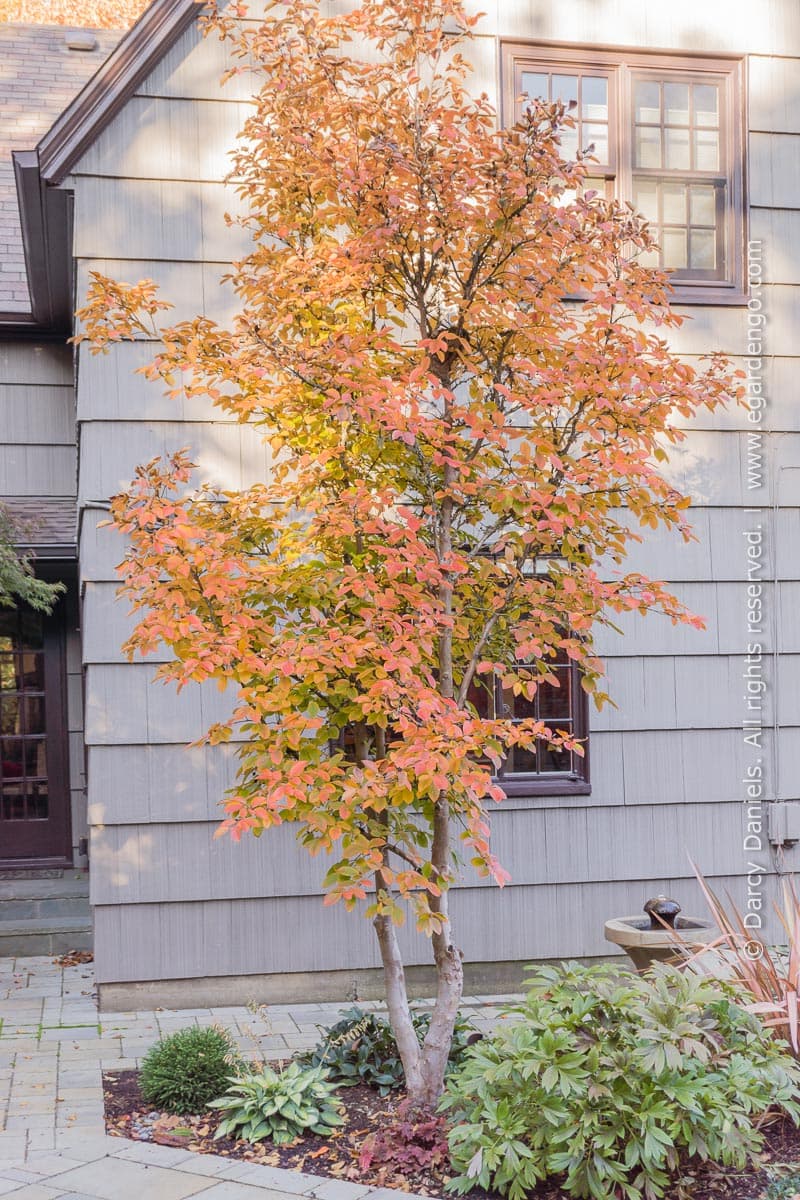 노각나무 - 여름철 동백꽃을 연상시키는 단정한 백색 꽃과 매끈한 수형이 특징인 소교목이다. 개화 이후에도 수피가 벗겨지며 드러나는 얼룩무늬 수간과 가을 단풍까지 사계절 관상 가치가 높다. 자연주의 정원과 숲 가장자리 식재에서 상층 구조와 계절 포인트를 동시에 담당하는 수목으로 활용된다.