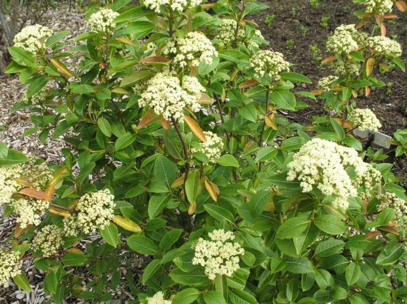 반들가막살나무 - 봄–초여름에 평평한 산형화서를 피우고, 이후 맺히는 열매가 분홍색에서 청남색으로 변해 계절에 따른 관상 변화를 제공하는 수목이다. 비교적 습윤한 토양에서 생육이 안정적이며, 자연스러운 수형을 유지한다. 숲 가장자리나 자연주의 정원에서 사계절 관상 요소를 겸비한 중층 구조 식물로 활용도가 높다.