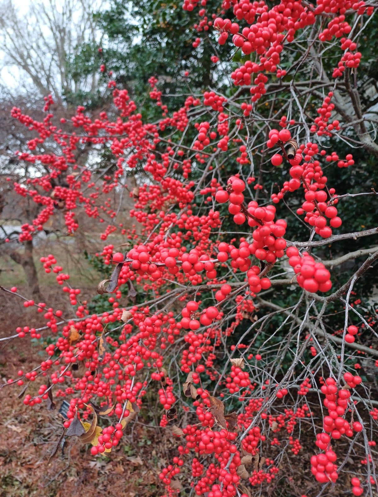 낙상홍 ‘윈터베리’ - Ilex verticillata의 수꽃 품종으로, 열매를 맺지 않으며 암꽃 품종의 안정적인 결실을 위한 수분수 역할을 한다. 꽃은 관상적 비중이 낮고, 주된 기능은 생태적·기능적 요소에 있다. 습윤한 토양에서도 생육이 안정적이며, 자연주의 정원이나 습지형 식재에서 열매 관목 군락의 보조 구성 식물로 활용된다.