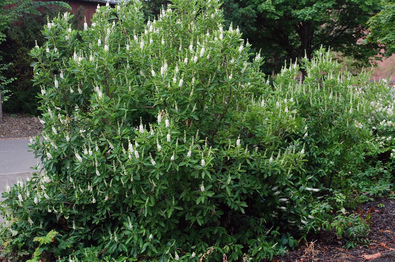 서머스위트 - 여름철 향기로운 수상화서를 피우는 낙엽관목으로, 개화 시 강한 후각적 포인트를 제공한다. 비교적 습윤한 토양을 선호하며 반음지 환경에서도 개화와 생육이 안정적이다. 숲 가장자리나 수변 인접 정원, 자연주의 식재에서 여름 경관을 부드럽게 풍성하게 만드는 중·후경 관목으로 활용된다.