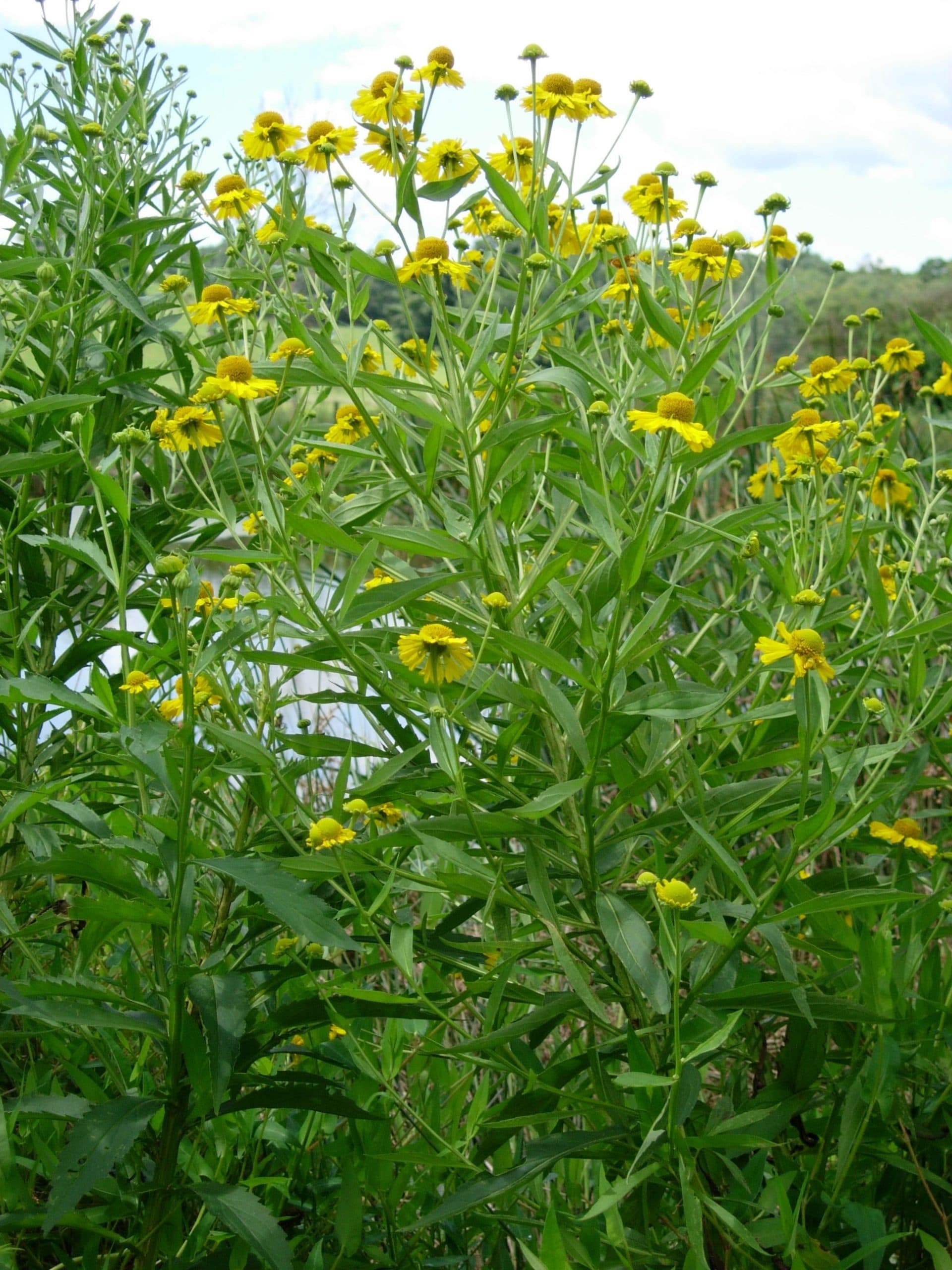 헬레니움 - 여름 후반부터 가을까지 선명한 색감의 국화형 꽃을 다량으로 피우는 다년생 초본이다. 직립적인 꽃대가 군식 시 강한 색면과 리듬감을 형성하며, 충분한 일조와 비교적 습윤한 토양에서 생육이 안정적이다. 자연주의 정원과 프레리 스타일 식재에서 가을 경관을 강조하는 주요 개화 식물로 활용된다.