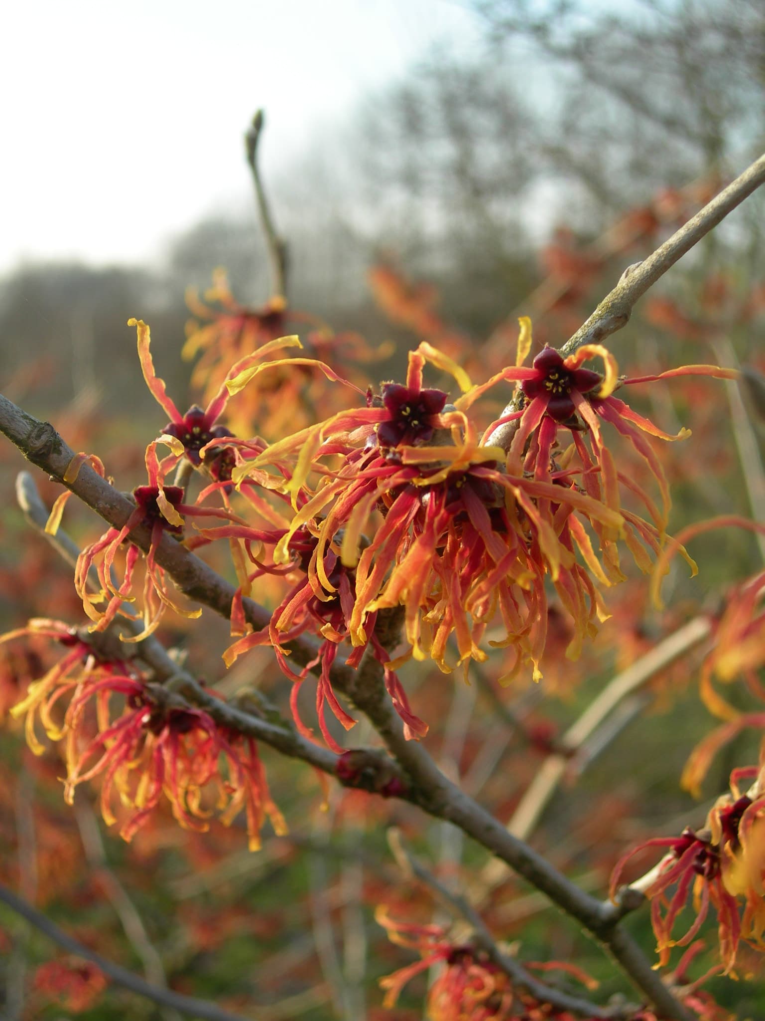 인테르메디아풍년화 - Hamamelis japonica와 Hamamelis mollis의 교잡종으로, 한겨울에 향기 있는 꽃을 피우는 대표적인 위치하젤류 관목이다. 품종에 따라 꽃색과 향의 강도가 다양하며, 비교적 안정적인 수형과 관상가치를 지닌다. 겨울 경관의 핵심 포인트 식물로서 자연주의 정원과 숲 가장자리 식재에 자주 활용된다.