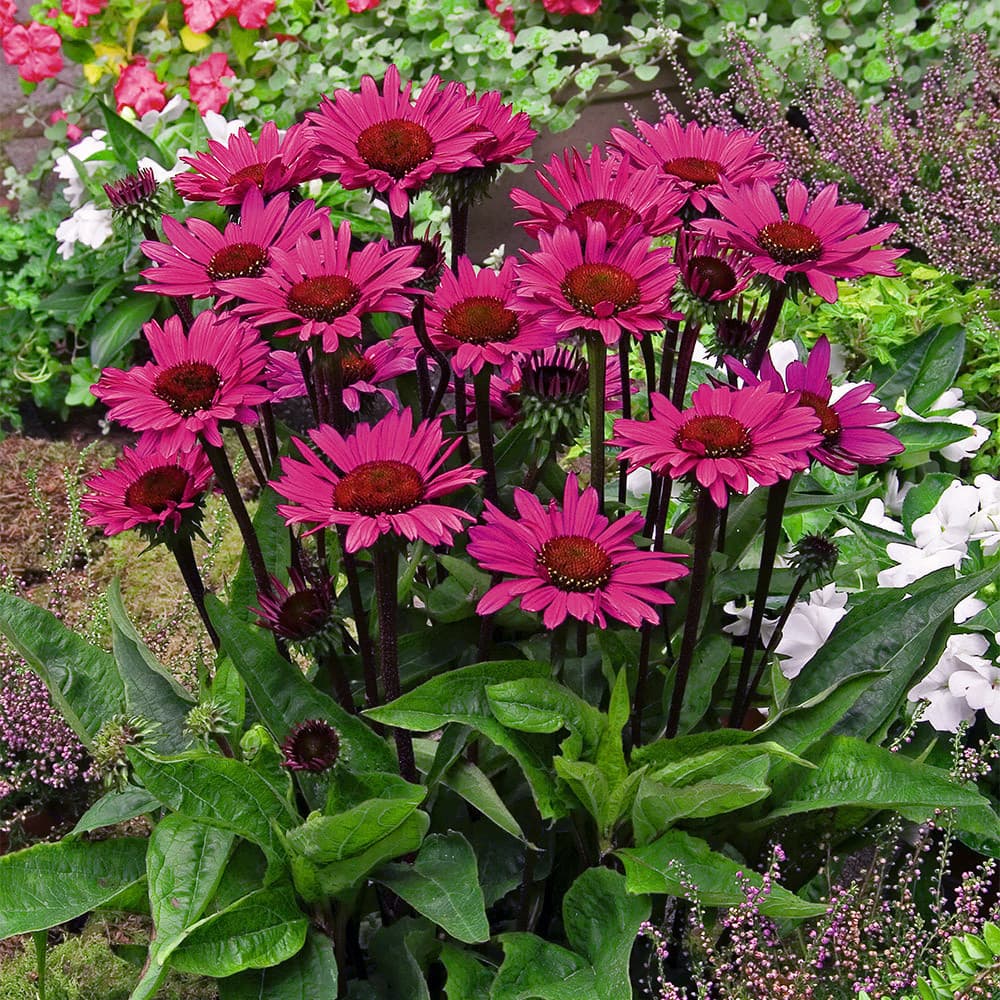 에키네시아 ‘페이탈 어트랙션’ - 암자주색 줄기와 진한 분홍색 꽃이 강한 대비를 이루는 에키네시아 품종이다. 직립적이고 단정한 수형을 유지해 군식 시 안정적인 색면과 구조를 형성한다. 충분한 일조와 배수가 좋은 토양에서 생육이 안정적이며, 자연주의 정원과 프레리 스타일 식재에서 여름 경관의 포인트 초화로 활용된다.