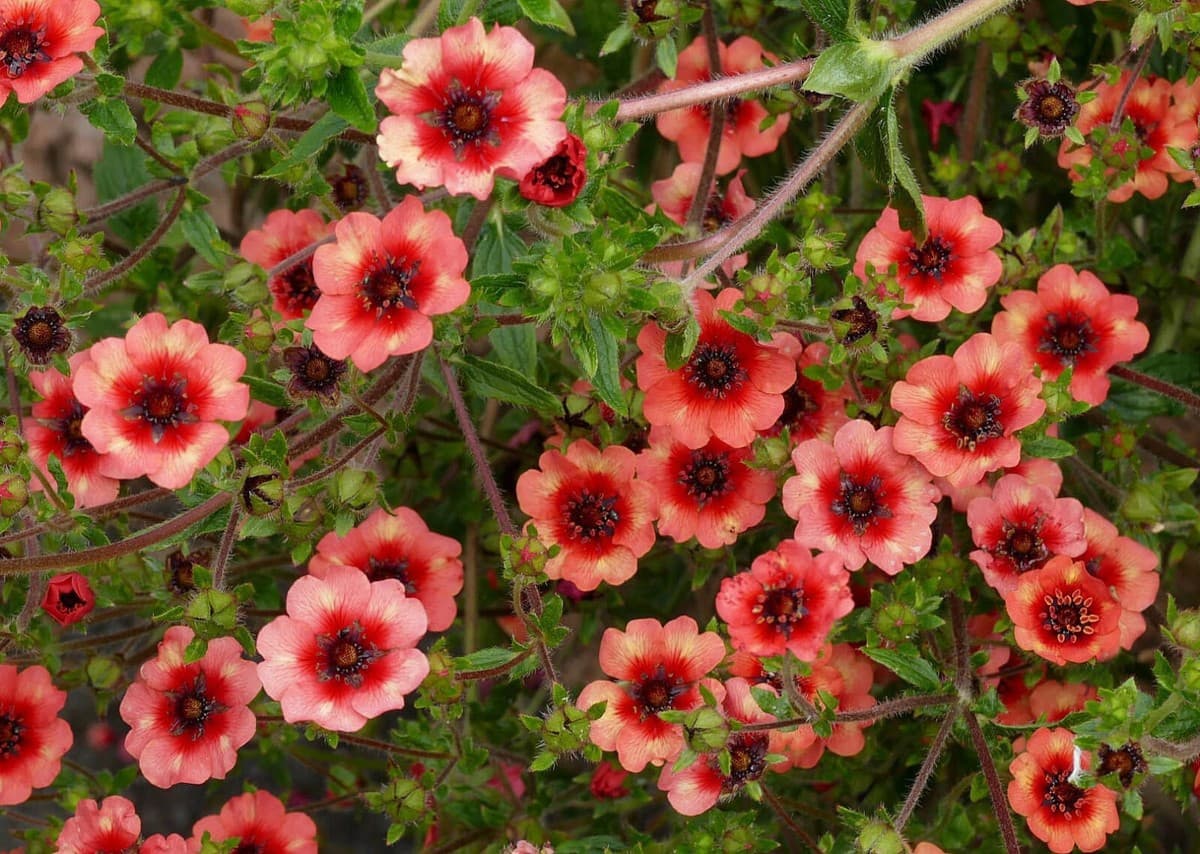 네팔양지꽃 - 낮고 퍼지는 수형 위로 붉은 기가 도는 꽃이 반복적으로 피는 다년생 초본이다. 개화 기간이 비교적 길고 관리가 수월하며, 군식 시 따뜻한 색조의 색면을 형성한다. 자연주의 정원과 화단 전면부, 경계 식재에서 여름 경관을 부드럽게 보완하는 초화로 활용된다.