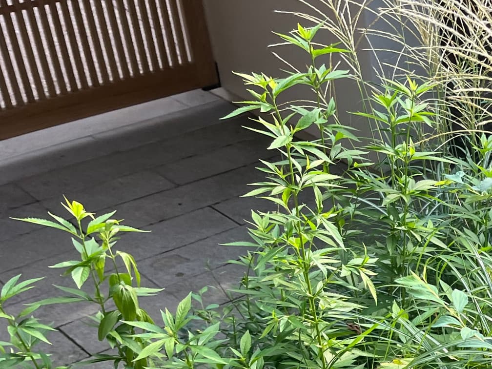 향등골풀 - 향등골풀은 우리나라 산지 계곡과 습지 가장자리, 하천변 등에 자생하는 대형 국화과 초본으로, 가을철 연분홍빛 꽃차례가 부드럽게 퍼지며 자연주의 경관을 완성하는 식물입니다. 직사광에서도 생육이 가능하나, 습윤한 반음지 환경에서 가장 안정적인 생육을 보이며 수분 유지가 양호한 토양을 선호합니다. 전체 수형은 직립형 포기형으로 발달하여 공간의 구조적 골격을 형성합니다.