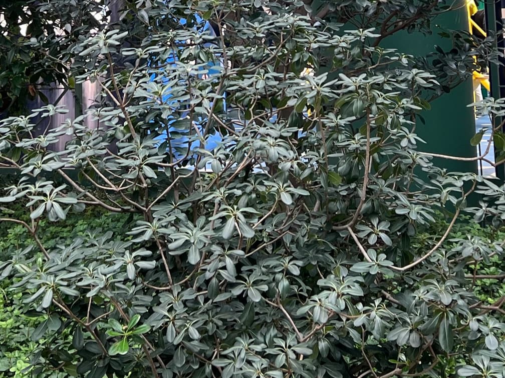 돈나무 - 돈나무는 동아시아 연안 지역에 자생하는 상록성 관목 또는 소교목으로, 두껍고 광택 있는 타원형 잎과 둥글고 치밀한 수형이 특징이다. 연중 안정적인 잎 질감을 유지하여 조경 공간에 지속적인 녹지 볼륨을 제공한다. 양지에서 반음지까지 폭넓게 적응하고, 염해와 건조에 비교적 강해 해안 지역 및 도시 환경에서도 안정적인 생육을 보인다. 관리가 용이하고 형태 유지력이 뛰어나 생울타리, 경계 식재, 배경 수종으로 활용 가치가 높다.