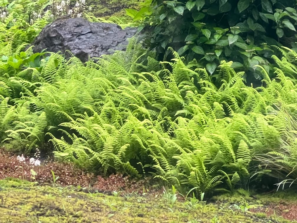 청나래고사리 - 잎이 푸른 날개를 떠울리게 하는 청나래고사리는 타조 깃털을 닮았다고 서양에서는 타조고사리라는 별명을 지어 부르기도 한다. 상록성 또는 반상록성 고사리류로, 봄철 새순이 적갈색을 띠며 전개된 후 점차 윤기 있는 녹색으로 변하는 잎 색 변화가 특징이다. 그늘 공간에서도 단정하고 질서 있는 질감을 형성한다. 반음지에서 생육이 가장 안정적이고, 유기물이 풍부하며 배수가 양호한 토양을 선호한다. 사계절 중 특히 봄과 겨울에 관상 가치가 높아 그늘 정원, 수목 하부 식재, 자연주의 조경에서 질감 중심의 하부 레이어 식물로 활용 가치가 크다.