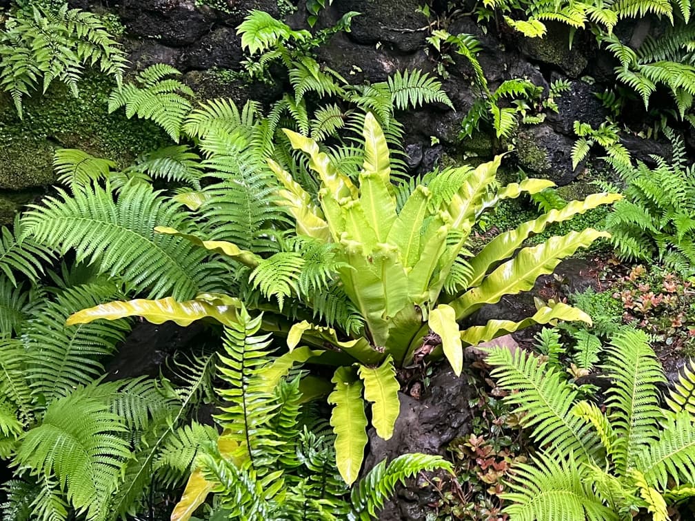 파초일엽 - 파초일엽은 열대·아열대 지역에 분포하는 상록성 고사리류로, 넓고 윤기 있는 단엽(單葉)이 방사형으로 전개되며 강한 형태적 인상을 형성하는 수종이다. 잎은 중앙에서 로제트 형태로 펼쳐져 구조적 중심을 이루고, 그늘 공간에서도 명확한 볼륨과 질서를 제공한다. 직사광을 피한 산광 환경에서 생육이 가장 안정적이며, 공중습도가 유지되고 배수가 양호한 토양 조건에서 잎의 품질이 우수하게 유지된다. 실내 조경, 반음지 정원, 보호된 그늘 공간에서 형태 중심의 포인트 식재로 활용 가치가 높다.