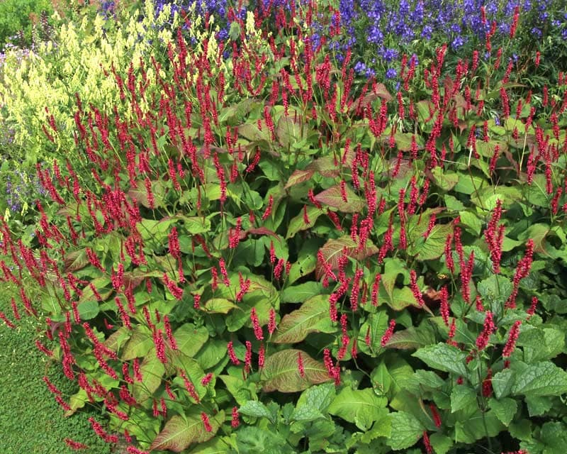 범부채꼬리풀 - 긴 수상화서가 잎 위로 뚜렷하게 드러나며, 여름부터 가을까지 비교적 오랜 기간 개화를 유지하는 다년생 초본이다. 충분한 토양 수분과 일조 조건에서 생육이 안정적이며, 군식 시 선형적인 꽃대가 리듬감 있는 색면을 형성한다. 자연주의 정원과 대면적 식재에서 중·후경부의 연결 요소로 활용도가 높다.