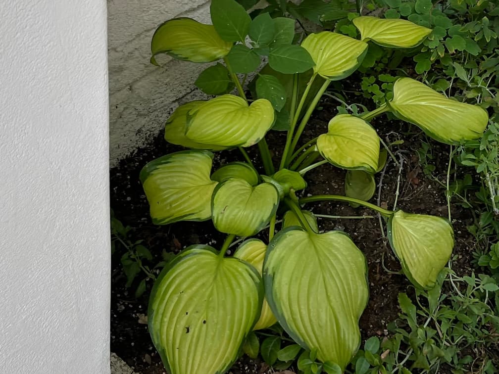 호스타 '스테인드글라스' - 호스타 ‘스테인드 글라스'는 호스타(비비추) 계열 중에서도 가장 화려한 무늬와 강한 대비를 가진 원예종으로, ‘빛이 비치는 스테인드글라스 창문처럼 보인다’는 의미에서 이름이 붙었습니다. 정원 디자이너들 사이에서 그늘정원·내음식재의 대표적인 포인트 플랜트로 매우 인기가 높습니다.